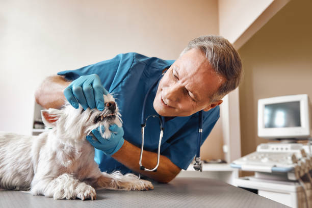 Best Emergency Tooth Extraction in Stevenson, AL